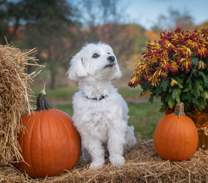 The Coton de Tulear as Your Trusted Service Animal