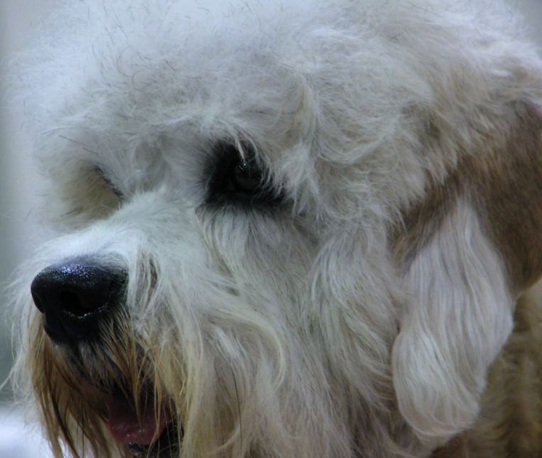 Making a Dandie Dinmont Terrier an Emotional Support Animal