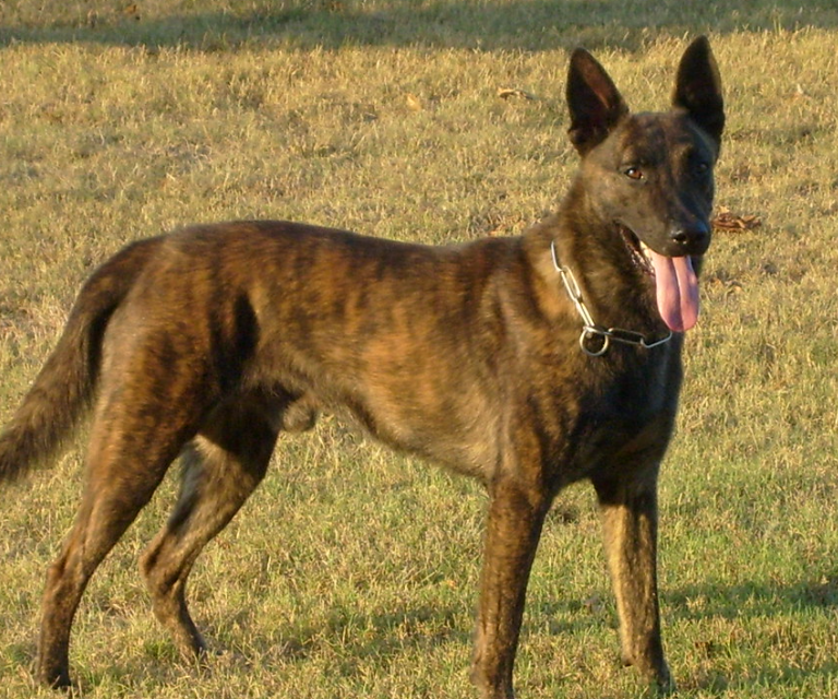 Pet Health Tips on the Dutch Shepherd Dog