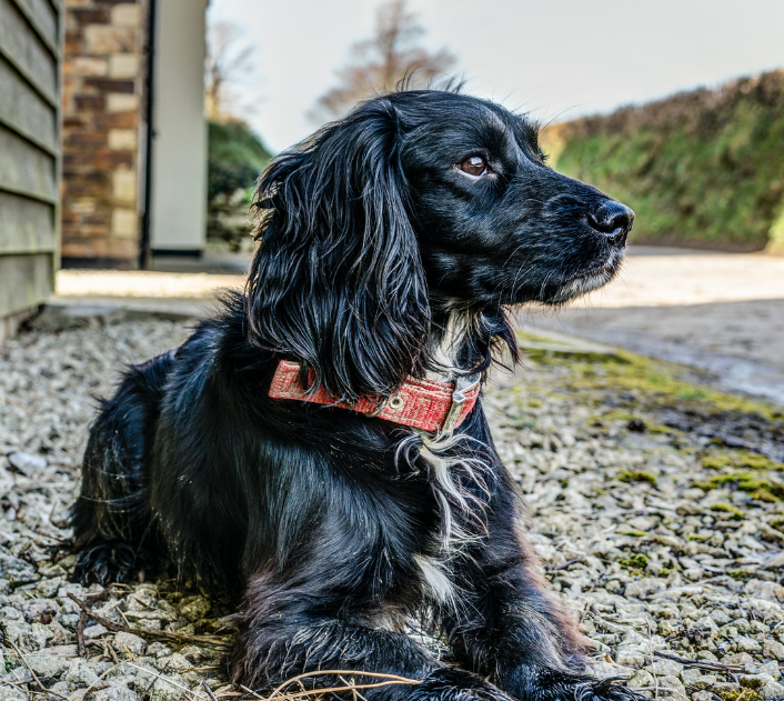 English Cocker Spaniel as a Good Emotional Support Animal