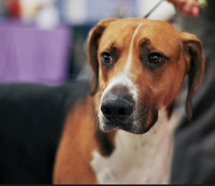 Qualities of an English Foxhound as a Service Dog