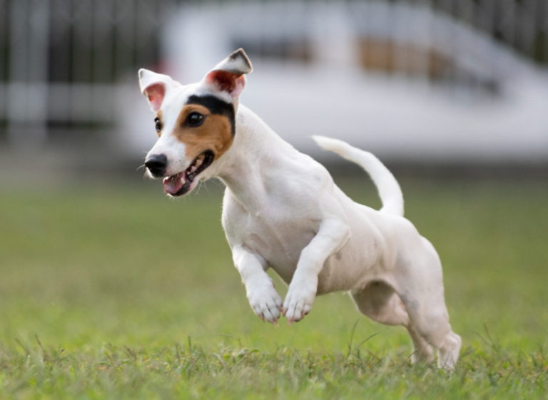 The Jack Russell Terrier: An Exceptional Service Animal