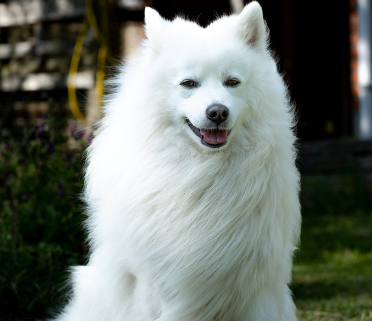 The Japanese Spitz: An Exceptional Service Animal