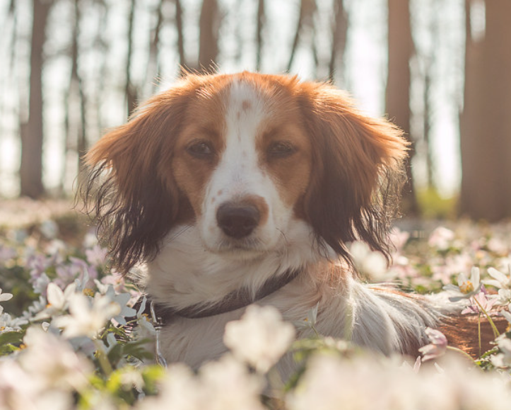 The Kooikerhondje: Your Ideal Service Dog Companion