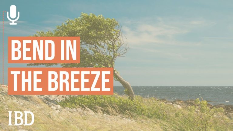 Handle Market Cycles By Bending Like A Tree In The Breeze