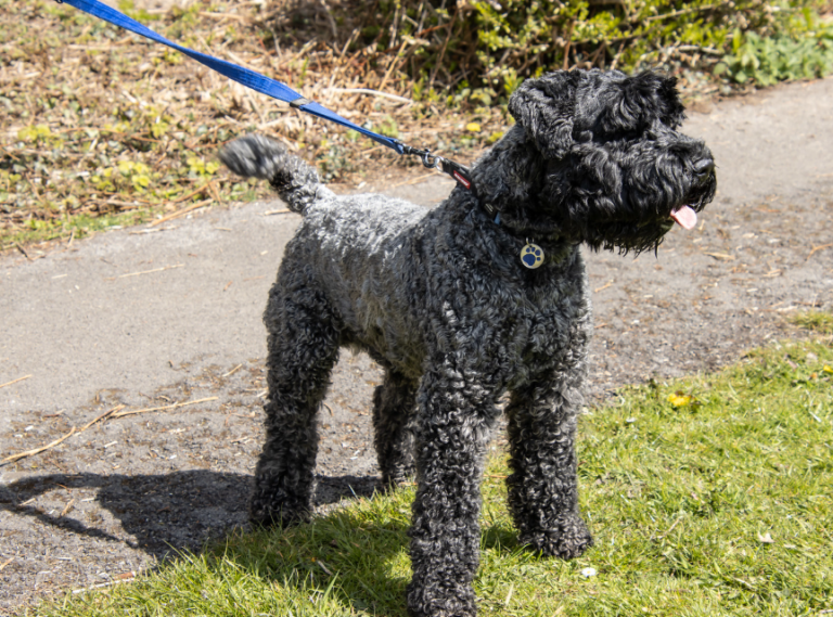 The Kerry Blue Terrier: A Wise Psychiatric Service Dog