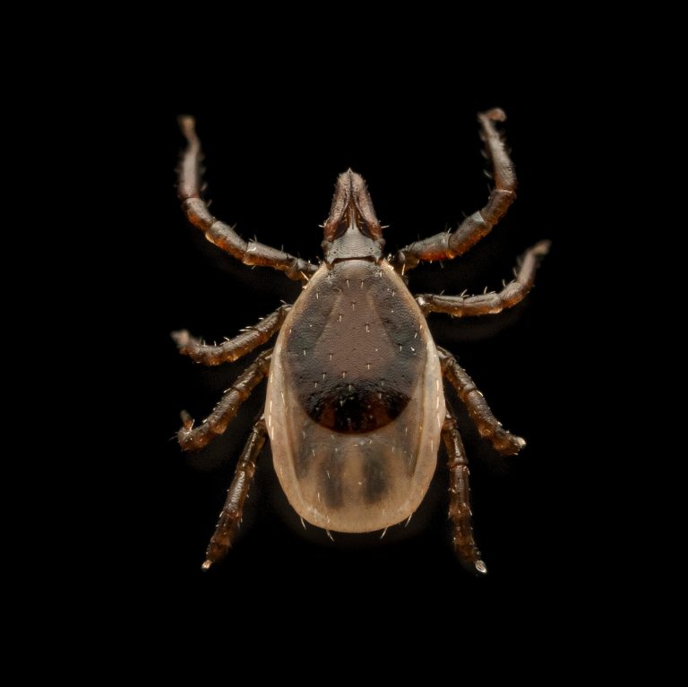 Can We Do Anything About Tick-Borne Diseases Like Alpha-Gal Syndrome?